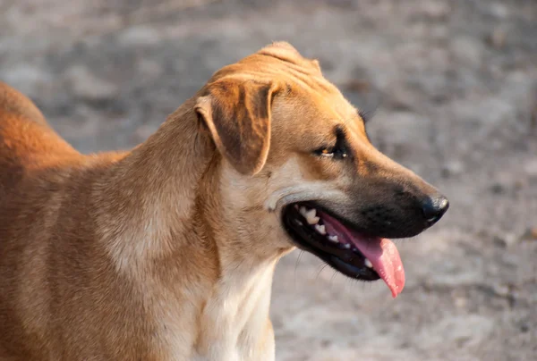 Cane ritratto testa — Foto Stock