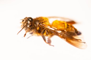 Tek arı üzerinde beyaz izole