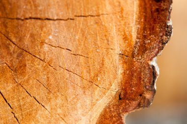 Kesik ağaç gövdesinin ahşap dokusu