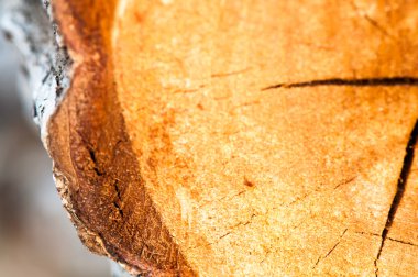 Kesik ağaç gövdesinin ahşap dokusu