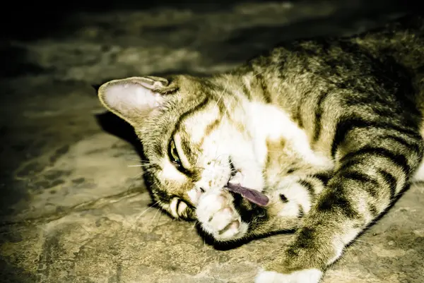 Tek kedi oynuyor