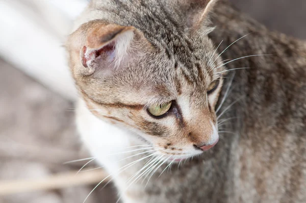 Cat face close up — Stock Photo, Image