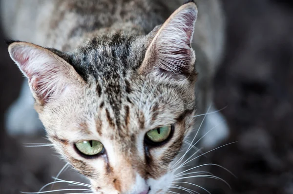 Cat face close up — Stock Photo, Image