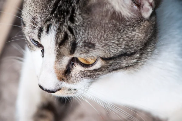 Cat face close up — Stock Photo, Image