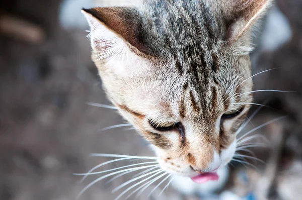 Cat face close up — Stock Photo, Image