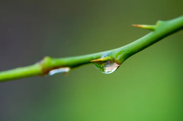 Gotas de lluvia en rama —  Fotos de Stock