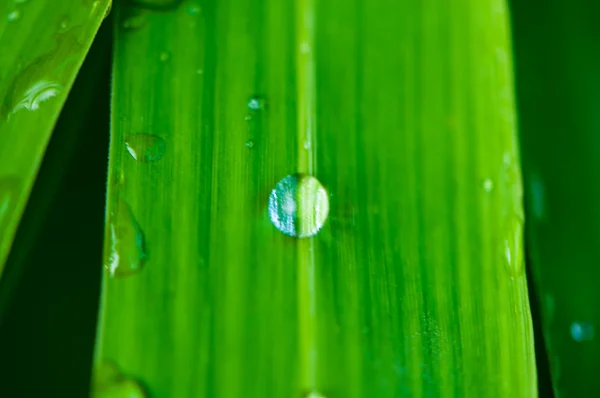 Gotas de agua en la hoja —  Fotos de Stock