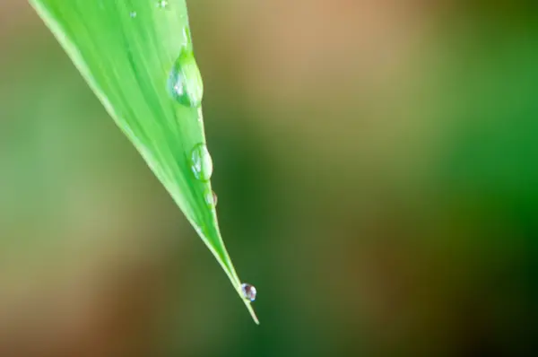 Gota de agua sobre hierba —  Fotos de Stock