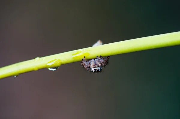 Edderkopp- og regndråper på grenen – stockfoto