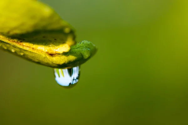 Gotas de agua en la hoja —  Fotos de Stock