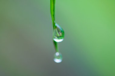 su damlası çimenlerin üzerinde