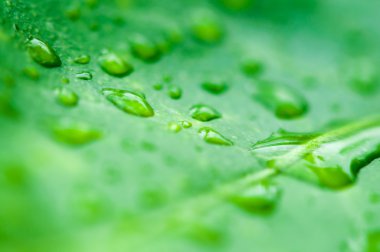 bırakın ve su damla 