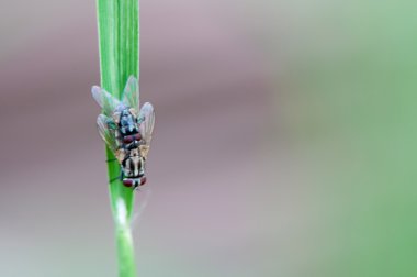 Çimenlerin üzerinde iki sinekler 