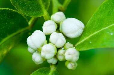 Limon çiçeği yakın çekim