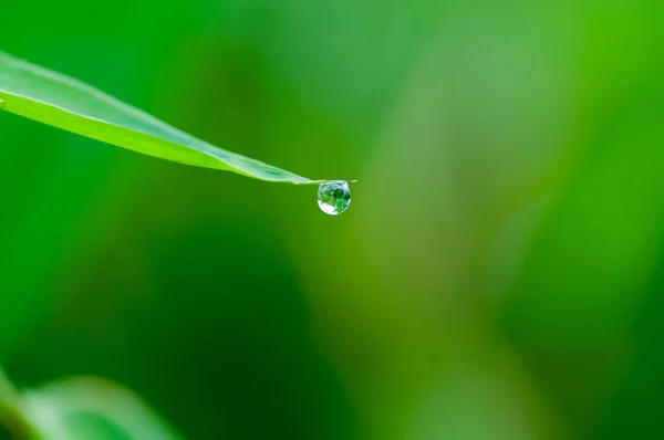 Gota de agua sobre hierba —  Fotos de Stock