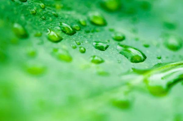 Dejar y gotas de agua —  Fotos de Stock