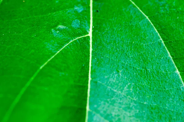 Зеленый лист текстуры для фона — стоковое фото
