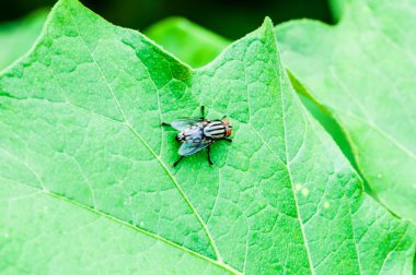 bir yaprağına tıraşlama sinek
