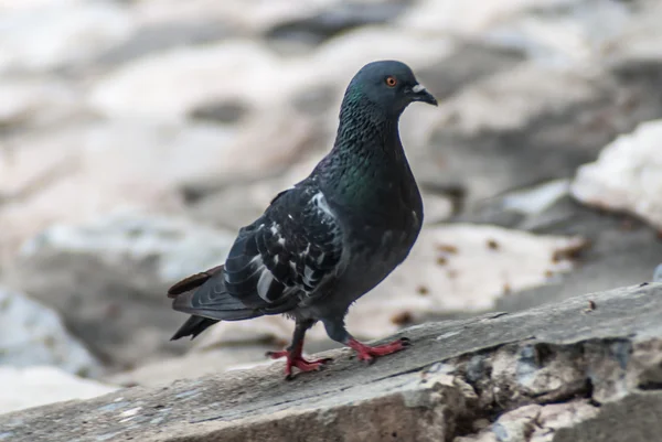 Pigeon on the floor — Stock Photo, Image