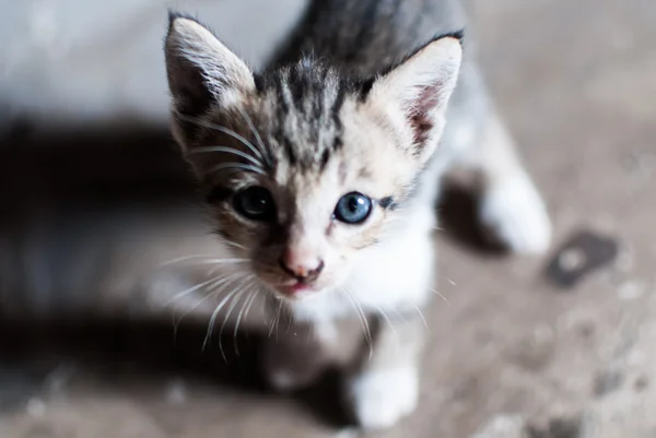 Eine süße Katze — Stockfoto