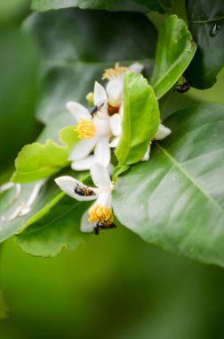 Arı nektarı emme için fly