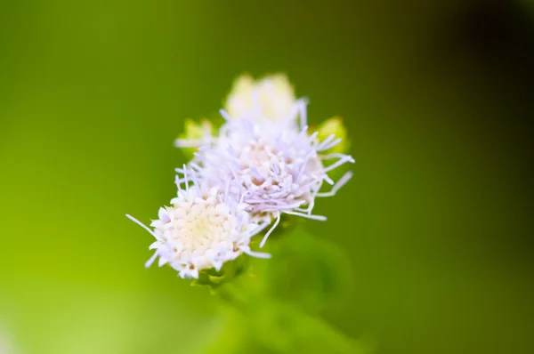 Sfondo con erba — Foto Stock