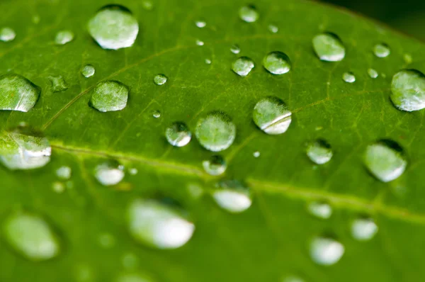 Dejar y gotas de agua —  Fotos de Stock