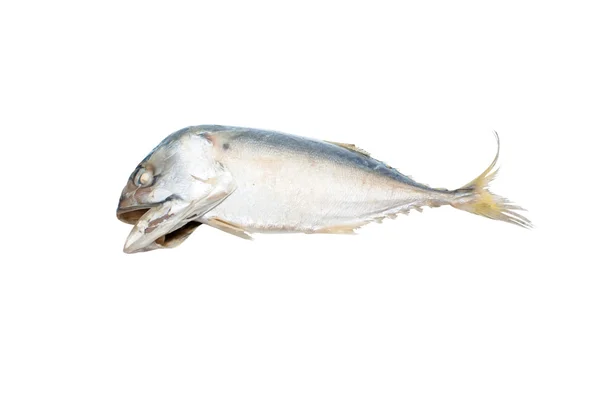 Indian mackerel fish — Stock Photo, Image