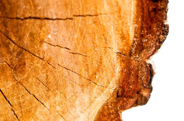 Kesik ağaç gövdesinin ahşap dokusu