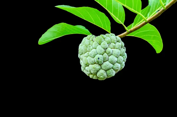 Ripe Sugar Apple fruit — Stock Photo, Image