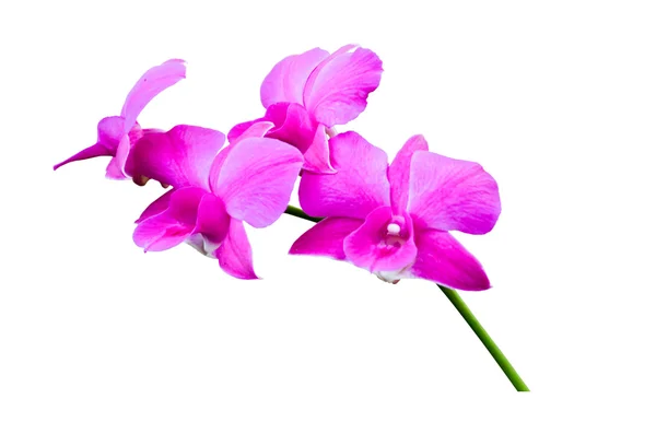 pembe orkide izole