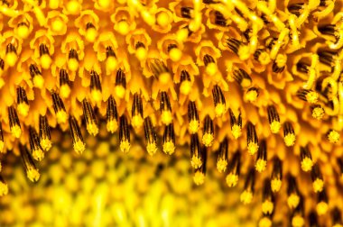 Makro ayçiçeği arka plan vurdu