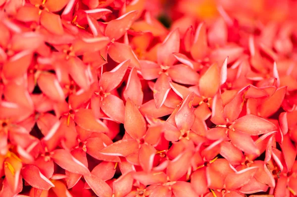 Rote Blütenspitze, rubiaceae Blume — Stockfoto