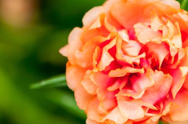 Portakal çiçeği yakın çekim