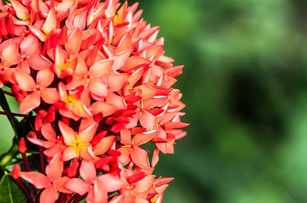 Épi de fleurs rouges, Fleur de rubiacées — Photo