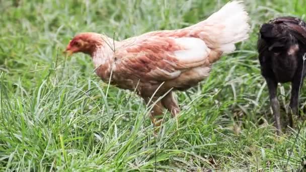 Eine Henne streift frei umher — Stockvideo