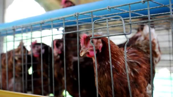 Brown hens in cage — Stock Video