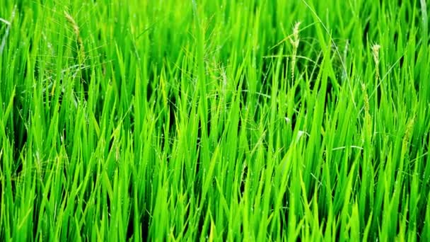 Grönt ris fält — Stockvideo