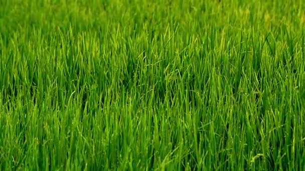 Grönt ris fält — Stockvideo