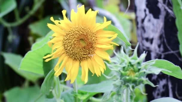 Campo di girasole — Video Stock