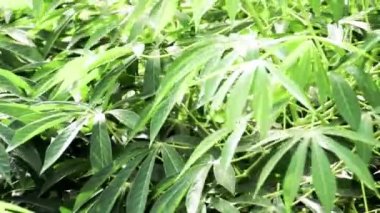 Cassava veya manyok tesisi alanı