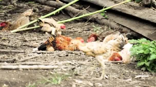 Курица и курица — стоковое видео
