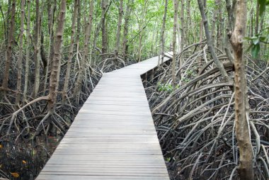 chanthaburi mangrov orman