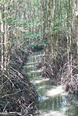 chanthaburi mangrov orman