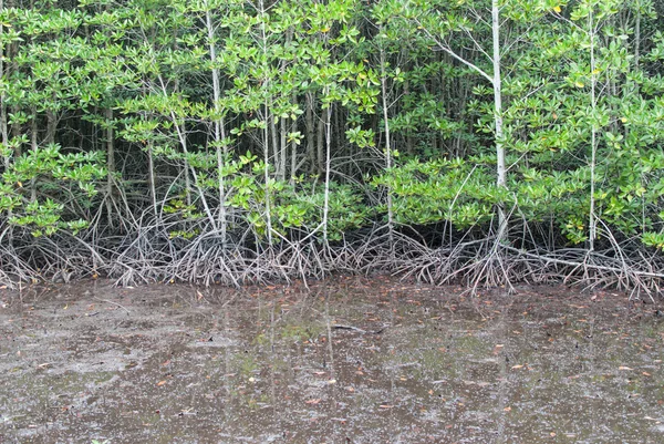 Bosque de manglares en chanthaburi — Foto de Stock