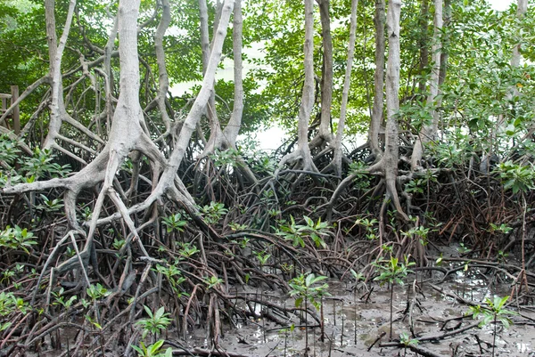 Mangrove forest in chanthaburi — Stock Photo, Image