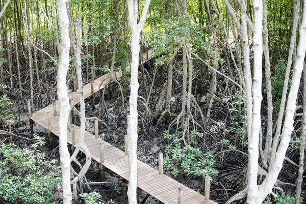 Mangrove forest in chanthaburi — Stock Photo, Image
