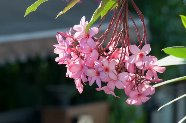 Pembe plumeria frangipani çiçekler 