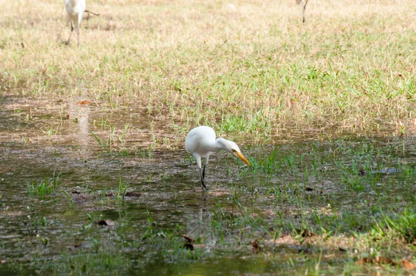 La grulla feroz — Foto de Stock