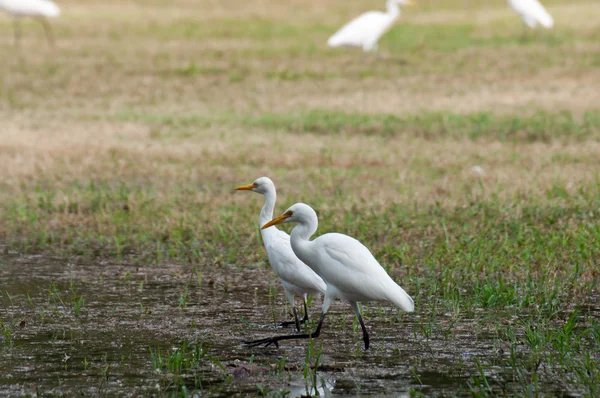 La grulla feroz — Foto de Stock